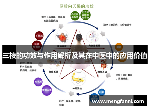 三棱的功效与作用解析及其在中医中的应用价值