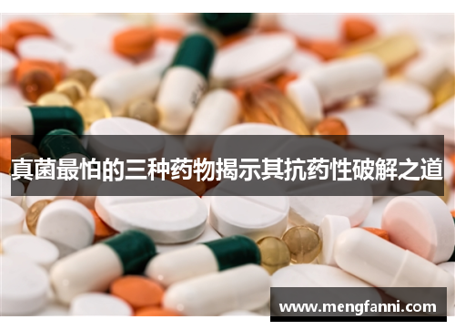 真菌最怕的三种药物揭示其抗药性破解之道